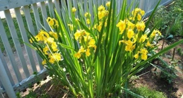 Jak transplantovat kosatce na podzim na jiné místo, podmínky a pravidla pro odchod po